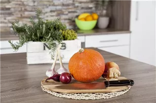 Cucurbita pepo 'Hokkaido' - Kürbis 'Hokkaido' Cucurbita pepo 'Hokkaido' - Kürbis 'Hokkaido'