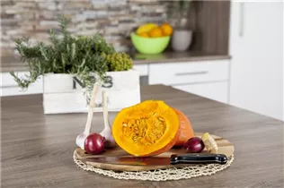 Cucurbita pepo 'Hokkaido' - Kürbis 'Hokkaido' Cucurbita pepo 'Hokkaido' - Kürbis 'Hokkaido'