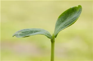 Cucurbita pepo 'Hokkaido' - Kürbis 'Hokkaido' Cucurbita pepo 'Hokkaido' - Kürbis 'Hokkaido'
