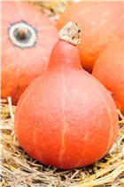 Cucurbita pepo 'Hokkaido' - Kürbis 'Hokkaido' Cucurbita pepo 'Hokkaido' - Kürbis 'Hokkaido'