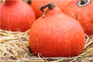 Cucurbita pepo 'Hokkaido' - Kürbis 'Hokkaido' Cucurbita pepo 'Hokkaido' - Kürbis 'Hokkaido'