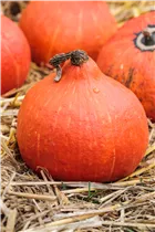 Cucurbita pepo 'Hokkaido' - Kürbis 'Hokkaido' Cucurbita pepo 'Hokkaido' - Kürbis 'Hokkaido'