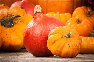 Cucurbita pepo 'Hokkaido' - Kürbis 'Hokkaido' Cucurbita pepo 'Hokkaido' - Kürbis 'Hokkaido'