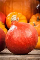 Cucurbita pepo 'Hokkaido' - Kürbis 'Hokkaido' Cucurbita pepo 'Hokkaido' - Kürbis 'Hokkaido'