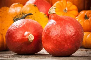 Cucurbita pepo 'Hokkaido' - Kürbis 'Hokkaido' Cucurbita pepo 'Hokkaido' - Kürbis 'Hokkaido'