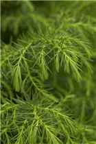 Cryptomeria japonica 'Elegans Viridis' - Hahnenkamm-Sicheltanne 'Elegans Viridis' Cryptomeria japonica 'Elegans Viridis' - Hahnenkamm-Sicheltanne 'Elegans Viridis'