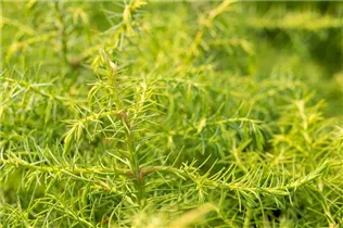 Cryptomeria japonica 'Elegans Viridis' - Hahnenkamm-Sicheltanne 'Elegans Viridis' Cryptomeria japonica 'Elegans Viridis' - Hahnenkamm-Sicheltanne 'Elegans Viridis'