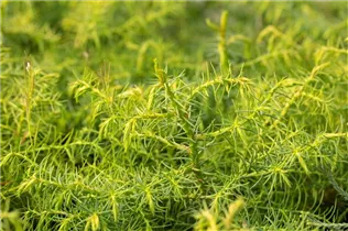 Cryptomeria japonica 'Elegans Viridis' - Hahnenkamm-Sicheltanne 'Elegans Viridis' Cryptomeria japonica 'Elegans Viridis' - Hahnenkamm-Sicheltanne 'Elegans Viridis'