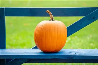 Cucurbita pepo 'Jack o`Lantern' - Kürbis 'Jack O´Lantern' Cucurbita pepo 'Jack o`Lantern' - Kürbis 'Jack O´Lantern'