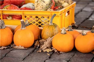 Cucurbita pepo 'Jack o`Lantern' - Kürbis 'Jack O´Lantern' Cucurbita pepo 'Jack o`Lantern' - Kürbis 'Jack O´Lantern'