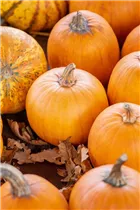 Cucurbita pepo 'Jack o`Lantern' - Kürbis 'Jack O´Lantern' Cucurbita pepo 'Jack o`Lantern' - Kürbis 'Jack O´Lantern'