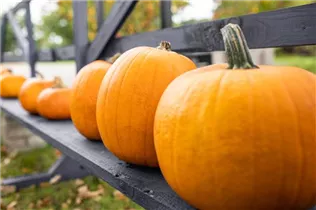Cucurbita pepo 'Jack o`Lantern' - Kürbis 'Jack O´Lantern' Cucurbita pepo 'Jack o`Lantern' - Kürbis 'Jack O´Lantern'