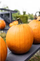 Cucurbita pepo 'Jack o`Lantern' - Kürbis 'Jack O´Lantern' Cucurbita pepo 'Jack o`Lantern' - Kürbis 'Jack O´Lantern'
