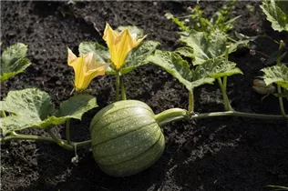 Cucurbita pepo 'Ronde De Nice' - Kürbis 'Ronde De Nice'