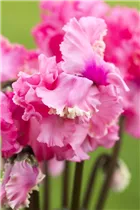 Cyclamen persicum 'Rokoko' - Cyclamen persicum 'Rokoko'