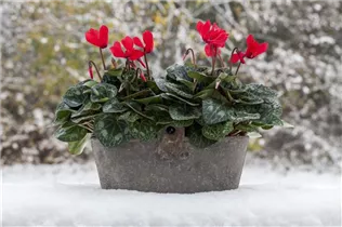 Cyclamen persicum 'Super Serie'® - Zimmer-Alpenveilchen 'Super Serie'®