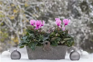 Cyclamen persicum 'Super Serie'® - Zimmer-Alpenveilchen 'Super Serie'®