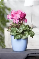 Cyclamen persicum, rosa - Alpenveilchen Cyclamen persicum, rosa - Alpenveilchen