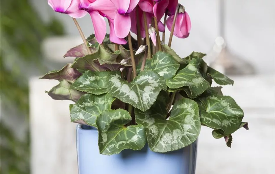 Cyclamen persicum, rosa