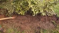 - Rotbuchenhecke - Einpflanzen im Garten  - Rotbuchenhecke - Einpflanzen im Garten