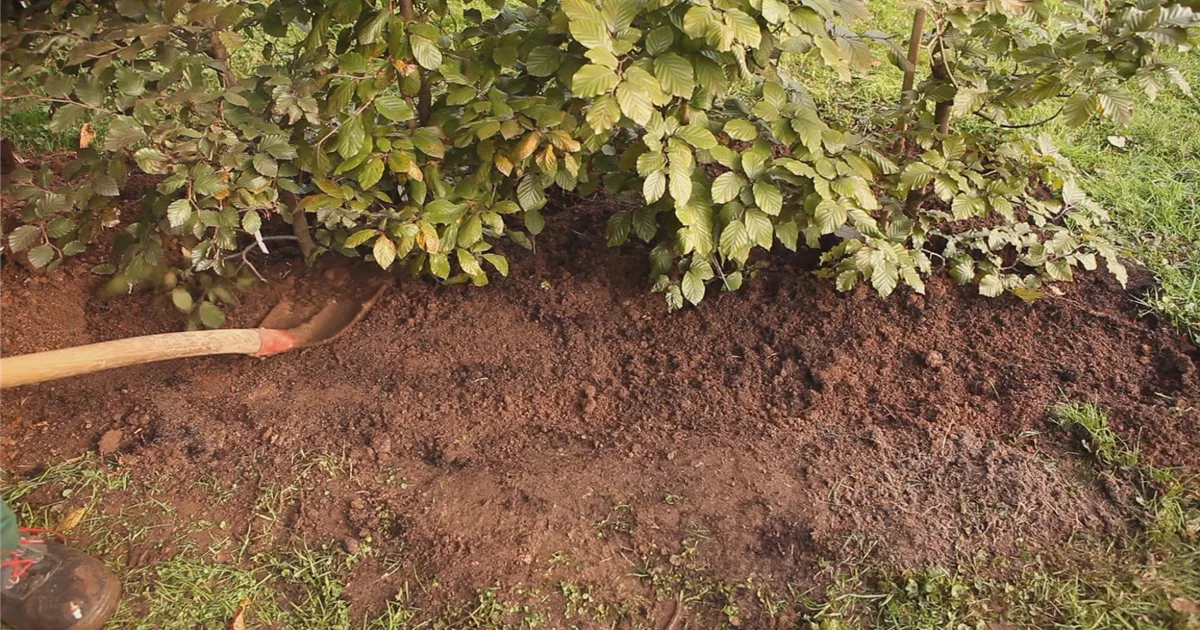  - Rotbuchenhecke - Einpflanzen im Garten