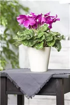 Cyclamen persicum, rosa - Alpenveilchen Cyclamen persicum, rosa - Alpenveilchen
