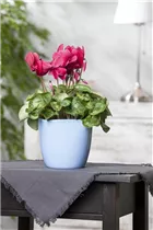 Cyclamen persicum, rosa - Alpenveilchen Cyclamen persicum, rosa - Alpenveilchen