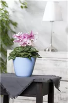 Cyclamen persicum, rosa - Alpenveilchen Cyclamen persicum, rosa - Alpenveilchen