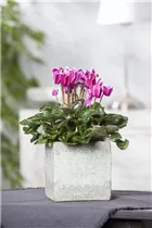Cyclamen persicum, rosa - Alpenveilchen Cyclamen persicum, rosa - Alpenveilchen