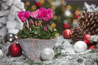 Cyclamen persicum, rosa - Alpenveilchen Cyclamen persicum, rosa - Alpenveilchen