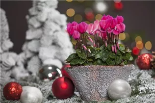 Cyclamen persicum, rosa - Alpenveilchen Cyclamen persicum, rosa - Alpenveilchen