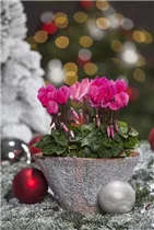 Cyclamen persicum, rosa - Alpenveilchen Cyclamen persicum, rosa - Alpenveilchen