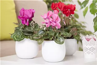 Cyclamen persicum, rot - Alpenveilchen Cyclamen persicum, rot - Alpenveilchen