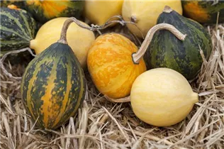 Cucurbita pepo subsp. pepo convar. microcarpina - Zierkürbis
