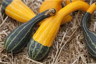Cucurbita pepo subsp. pepo convar. microcarpina - Zierkürbis