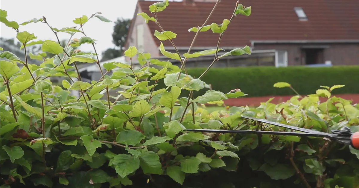  - Rotbuchenhecke - Zurückschneiden mit einer Heckenschere