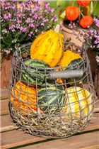 Cucurbita pepo subsp. pepo convar. microcarpina - Zierkürbis