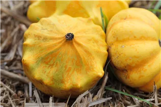 Cucurbita pepo subsp. pepo convar. microcarpina - Zierkürbis