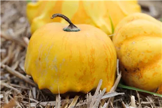 Cucurbita pepo subsp. pepo convar. microcarpina - Zierkürbis