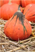 Cucurbita pepo subsp. pepo convar. microcarpina - Zierkürbis