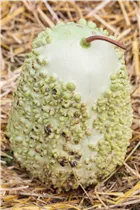 Cucurbita pepo subsp. pepo convar. microcarpina - Zierkürbis