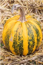 Cucurbita pepo subsp. pepo convar. microcarpina - Zierkürbis