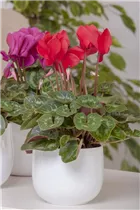 Cyclamen persicum, rot - Alpenveilchen Cyclamen persicum, rot - Alpenveilchen