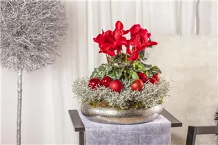 Cyclamen persicum, rot - Alpenveilchen Cyclamen persicum, rot - Alpenveilchen