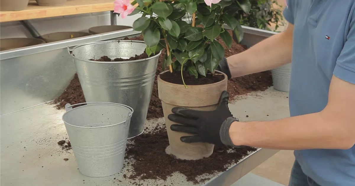  - Dipladenia - Einpflanzen in ein Gefäß