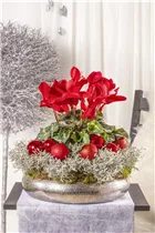 Cyclamen persicum, rot - Alpenveilchen Cyclamen persicum, rot - Alpenveilchen