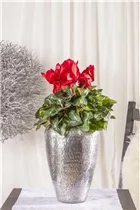 Cyclamen persicum, rot - Alpenveilchen Cyclamen persicum, rot - Alpenveilchen