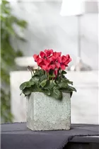 Cyclamen persicum, rot - Alpenveilchen Cyclamen persicum, rot - Alpenveilchen