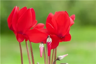 Cyclamen persicum, rot - Alpenveilchen Cyclamen persicum, rot - Alpenveilchen