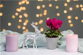 Cyclamen persicum, rot - Alpenveilchen Cyclamen persicum, rot - Alpenveilchen